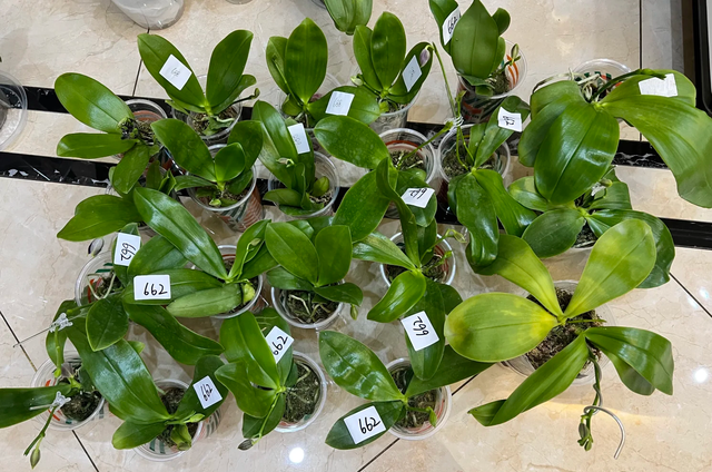 江苏一女子痴迷“蝴蝶兰	”	，客厅养了300盆，网友吐槽：绝对病态