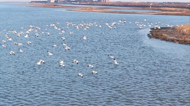 山东日照：“鸟群”版银河流动一幅生态画卷