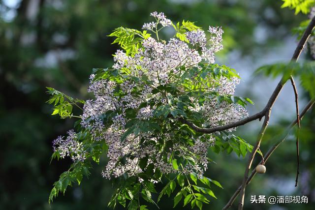 到无锡“楝城"去走走，看紫色，闻花香