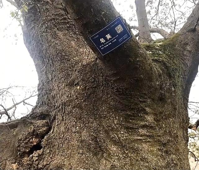 汝阳的一张绿色名片杨树岭古皂荚树