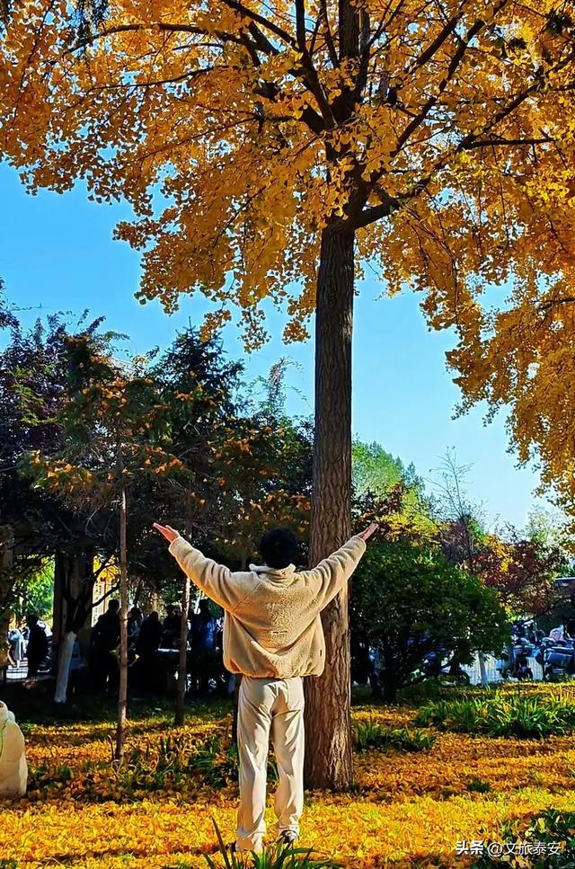 泰安这里景色正惊艳!满足你对秋天的一切美好想象!