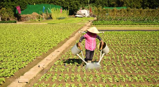 石碣好 “景”!拥抱生态绿地,感受田园风光~