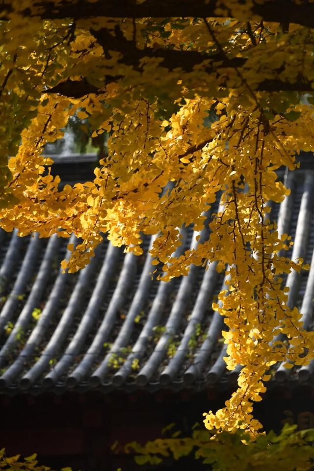 领取限定“杏”运！抓紧来看金色山东