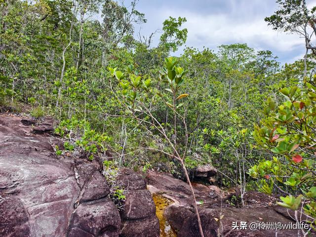 马来西亚(35)砂拉越州⑨峇哥国家公园徒步线路