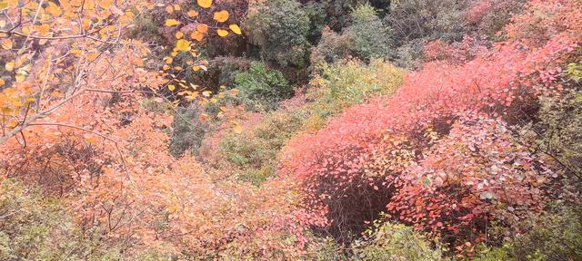 骊山红叶似火 车辆行人如织
