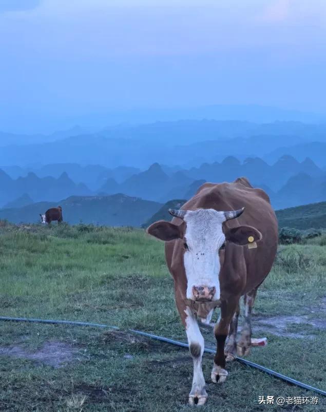 贵州这条隐藏山谷，比云南更野，比川西更凉，温泉竟然免费泡！