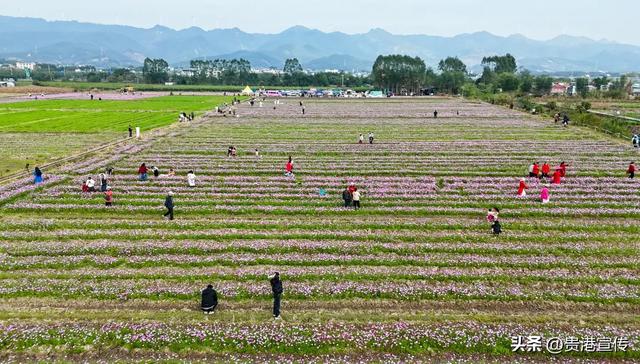 贵港这片格桑花海盛放,超出片!