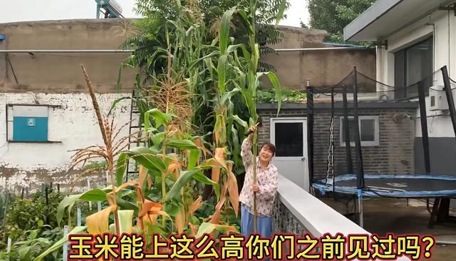 女子晒自己种的“玉米”，爬梯子才能摘，网友：没点身手都不敢种