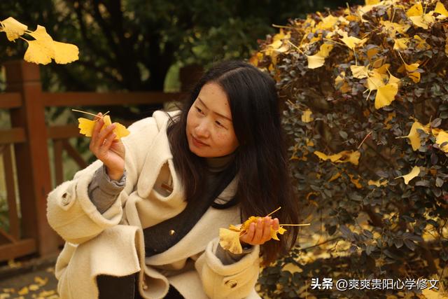 最是银杏橙黄时 修文县上百亩银杏林迎来最佳观赏期