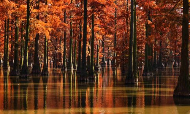 藏不住了！武汉这5处红叶胜境，惊艳了半个旅游圈