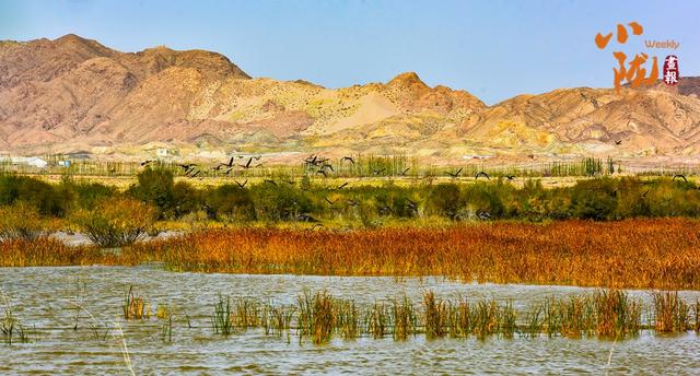 【小陇画报·435期】民勤：千顷湿地卧戈壁 续写生态新画卷