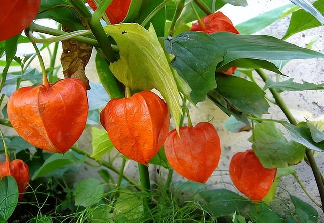 农村越来越少的植物灯笼草，老一辈称之为“补肾果”，您认识吗？