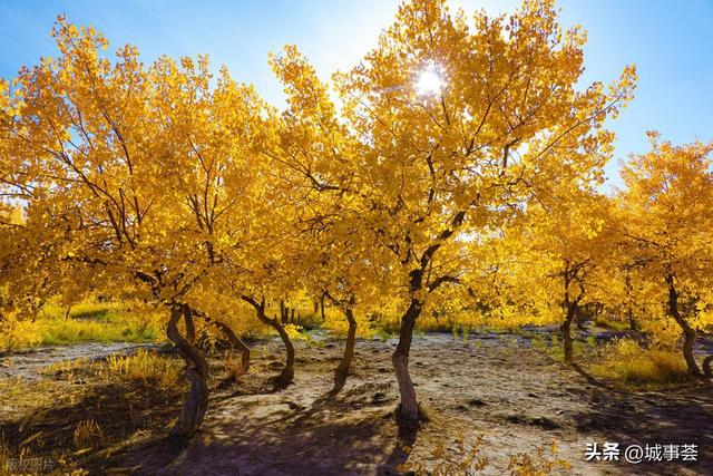 别再问喀什胡杨啥时候最美！喀什胡杨节全攻略→