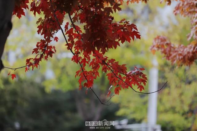 哈尔滨工程大学枫叶又红啦！