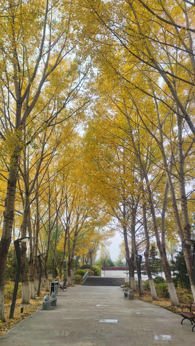 来乌兰察布的第二天 ，去了博物馆，植物园，白泉山公园，古城没去