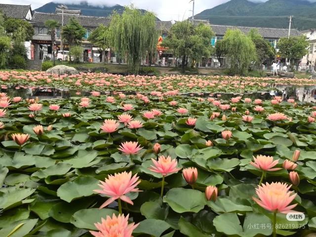 大理⇄济南 泉城古韵邂逅风花雪月