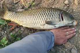 主线和子线如何搭配？这3种“黄金搭配”，足以应付多数鱼情图片