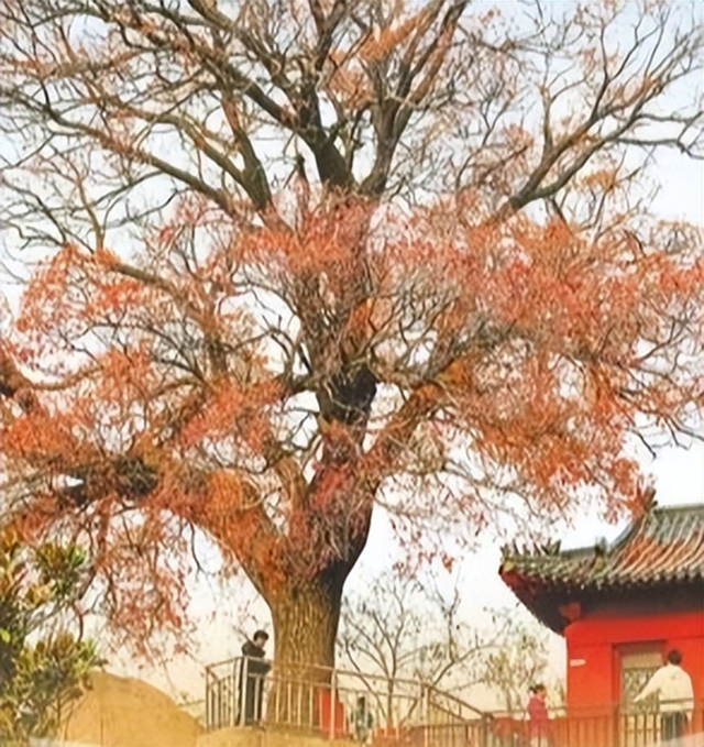 周一见｜叶为地图 引领打卡地！落叶道路、 古寺银杏、崂山古槭、老城区爬山虎等“叶色”风景受追捧