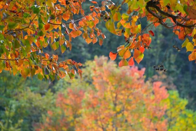 红叶如火，塔川正浓 | 皖美冬日 | 第十五届安徽国际文化旅游节
