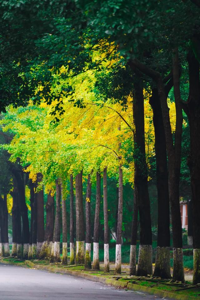 邂逅金黄，郫都初冬的银杏图鉴