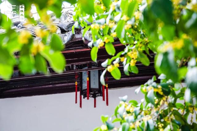 花样秦淮｜秋桂