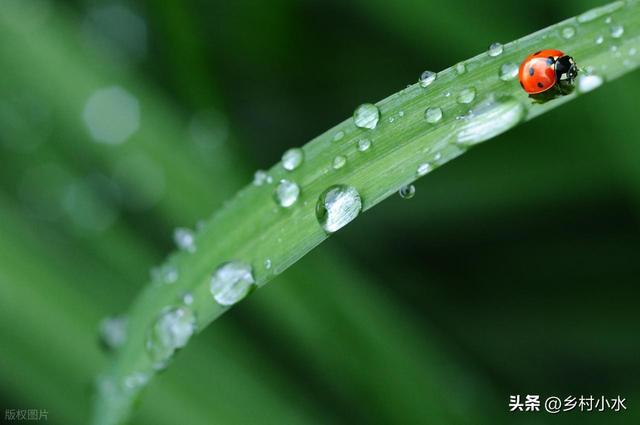 今日“处暑”，老人说最怕“处暑一日雨”，处暑下雨啥预兆？