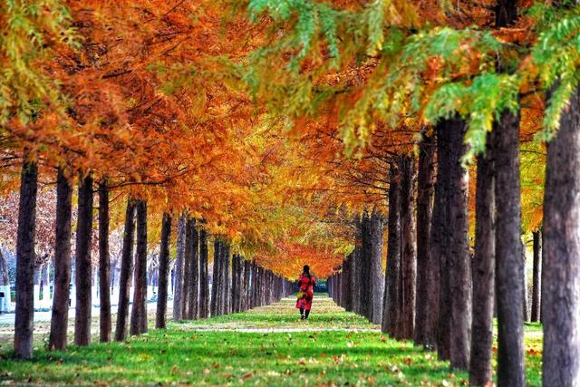 趁天晴出发！洛阳这片杉林红了！无需门票…