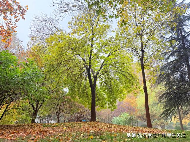 石家庄市裕西公园赏叶美景上线邀您打卡
