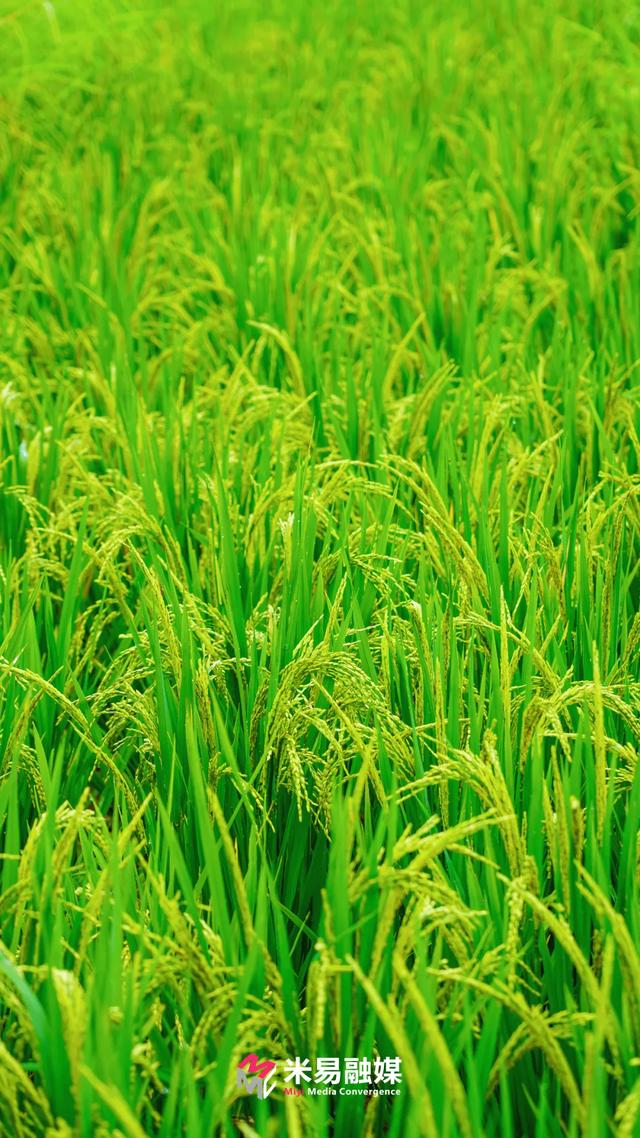 新山傈僳族乡：稻浪千层起 梯田万象新