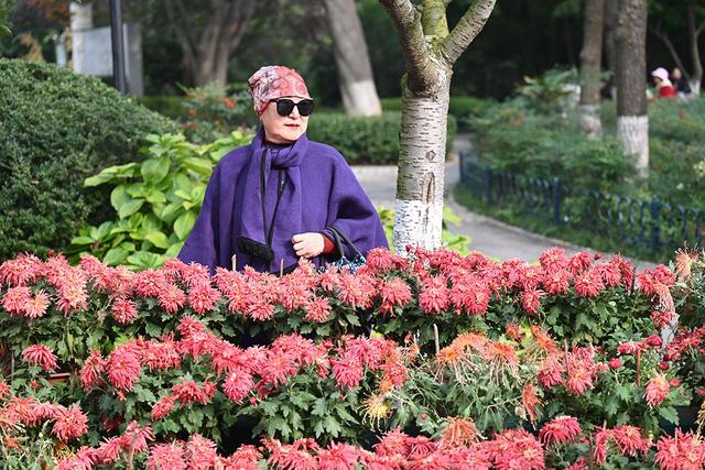 仪式感拉满 中山公园第41届菊展邀你共赴秋日之约