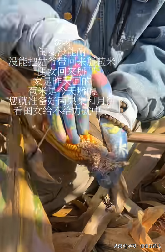 90后闺女：爹，我没带姑爷扒苞米！网友：雇个对象，晚上睡一张床