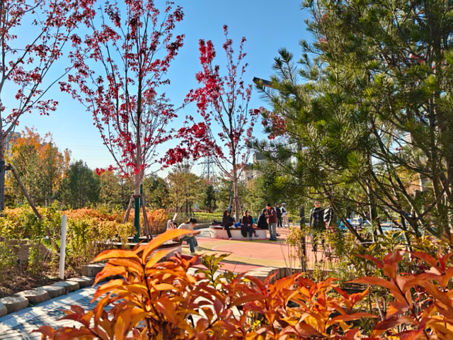 首发动态 | 康馨城市森林公园：以绿为底，解锁全龄共享新体验