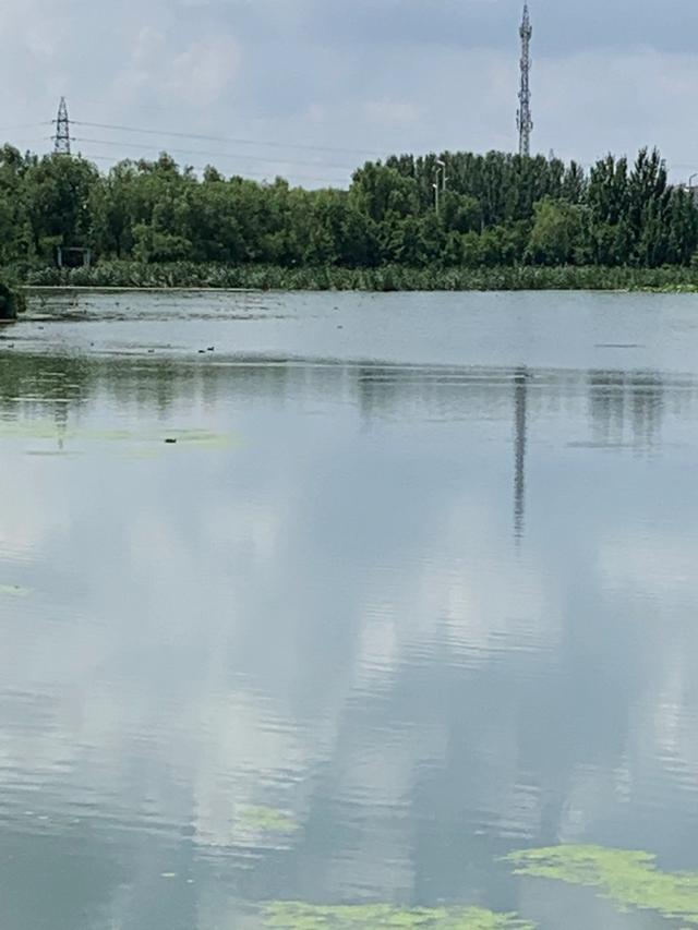 荷花、野鸭子、夏景