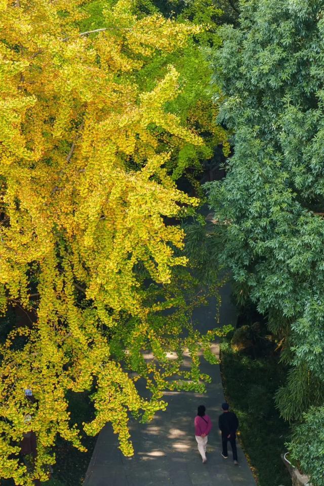 草堂银杏季 | 老枝诗未全，园中金将成