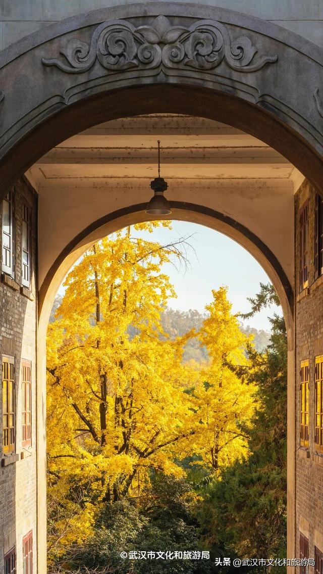 本周，武汉彩叶杀疯了！