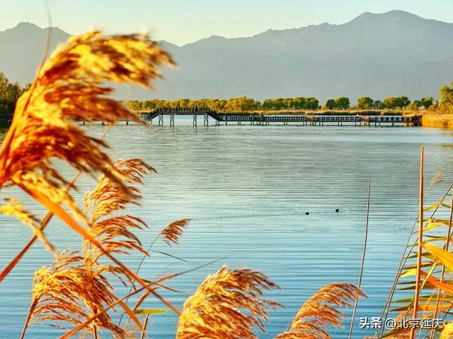 延庆的金色浪漫,就在——