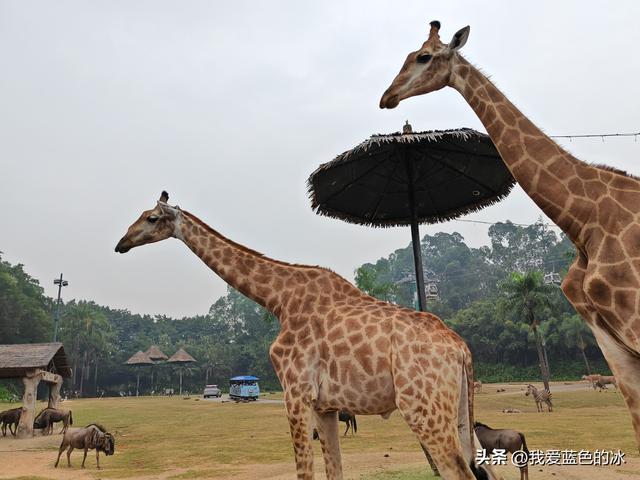 参观广州长隆野生动物园，全程感觉眼累手累腿不累