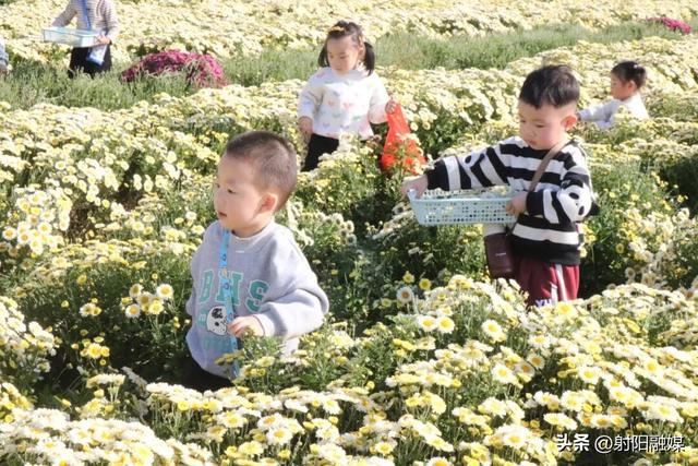 秋游射阳，这片菊海藏不住了！