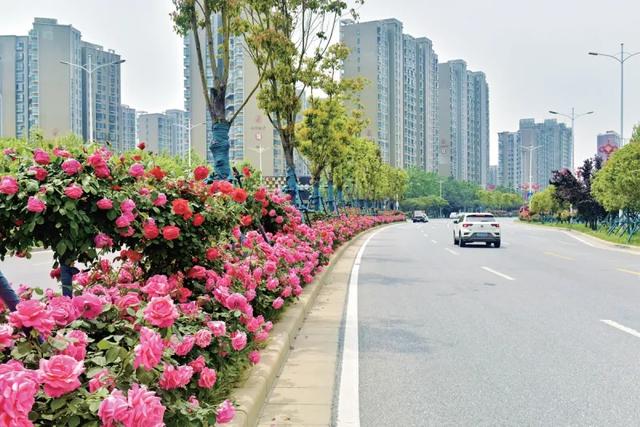 南阳世界级月季盛会 + 首届石博会双展联动，免费逛遍全城花海！