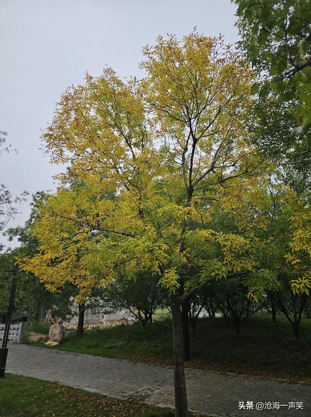 宜人的秋色，漂亮的秋景，温暖的秋风，一副秋的模样一派秋的景致
