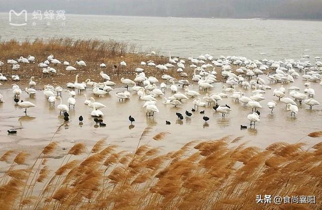 水与墨的交界：天鹅之城，三门峡六记