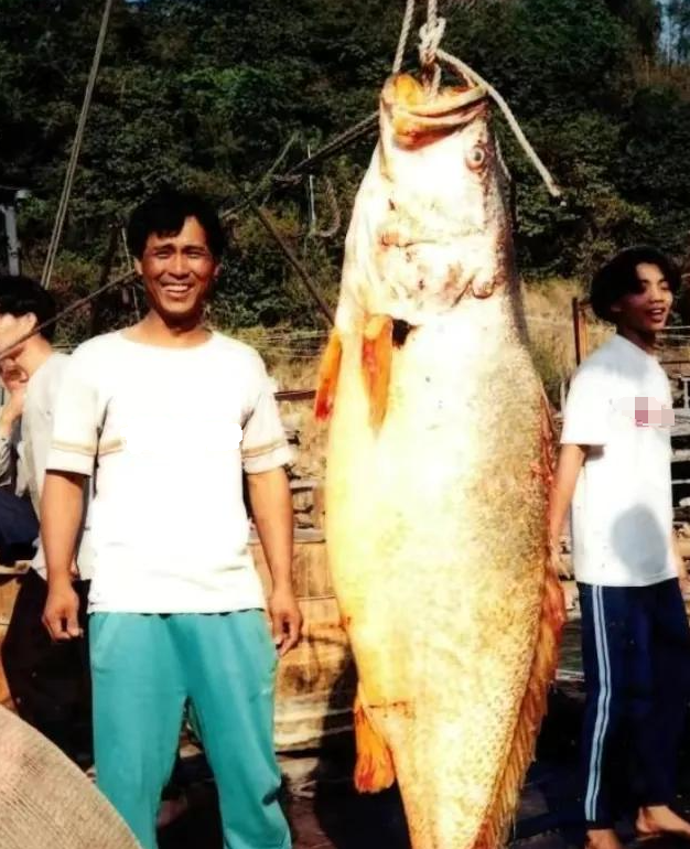 潮汕金钱鳘鱼胶 2026年金钱鳘鱼胶最贵1克多少钱