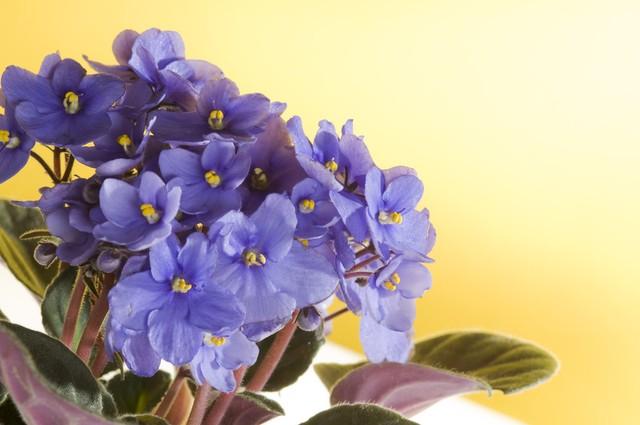 十二星座所代表的花，与花语，分别是什么？