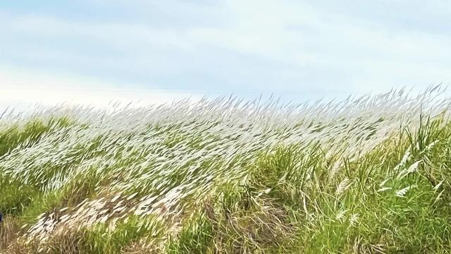 广州出发1天游，广东版的绝美“蓝眼泪”+北江千亩芦苇花盛开