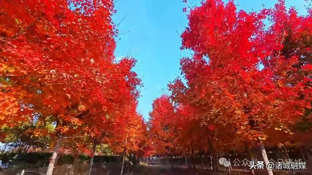 诸城秋浓，如诗如画！