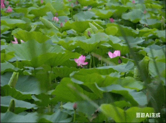 长春限定！点击收获绝美花开瞬间→