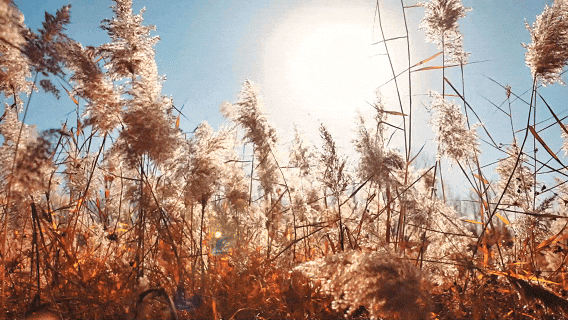 鱼台限定！芦苇荡的浪漫已上线