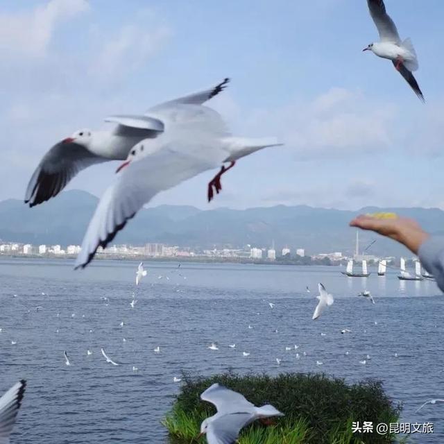 跟着滇超游昆明 | “鸥”然心动！打卡日记已备好，观鸥季精彩继续~