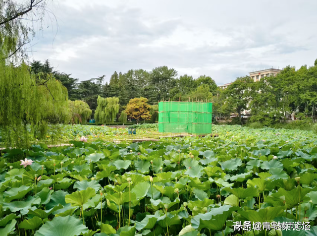 青岛中山公园小西湖凉亭的前世今生