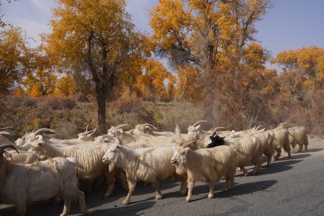 新疆沙雅｜自驾139胡杨秘境公路，一路驶进金色童话世界
